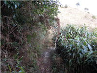 盐茶古道