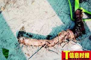 野外求生者注意了:不要食用野生木薯 - 野人部落