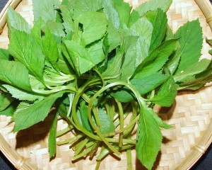 野外美食 苦菜炖排骨 - 野人部落