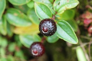 野外求生植物：地稔 - 野人部落