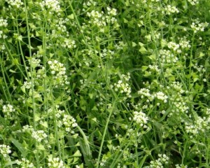 野外求生食物：荠菜 - 野人部落