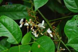 野外求生植物：鱼藤 - 野人部落