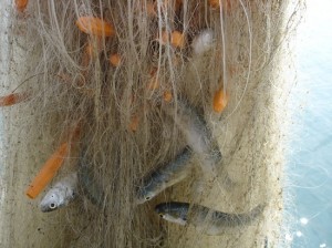 塑料瓶捕鱼陷阱制作 - 野人部落