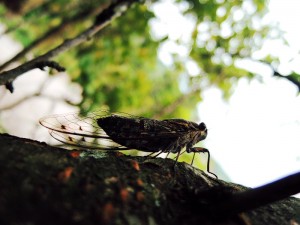 近距离拍摄知了 - 野人部落