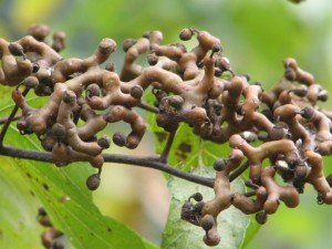 野外求生植物:拐枣 - 野人部落