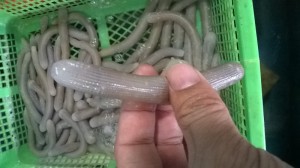 野外求生:诡异的沙虫 - 野人部落