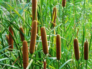 野外求生植物:香蒲 - 野人部落