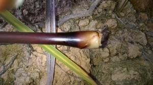 野外求生一种可以吃的植物 - 野人部落
