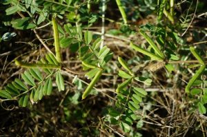 野外求生植物：救荒野豌豆 - 野人部落