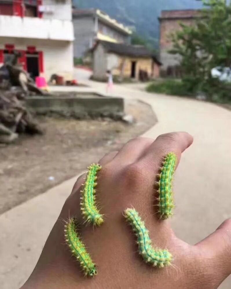 洋辣子