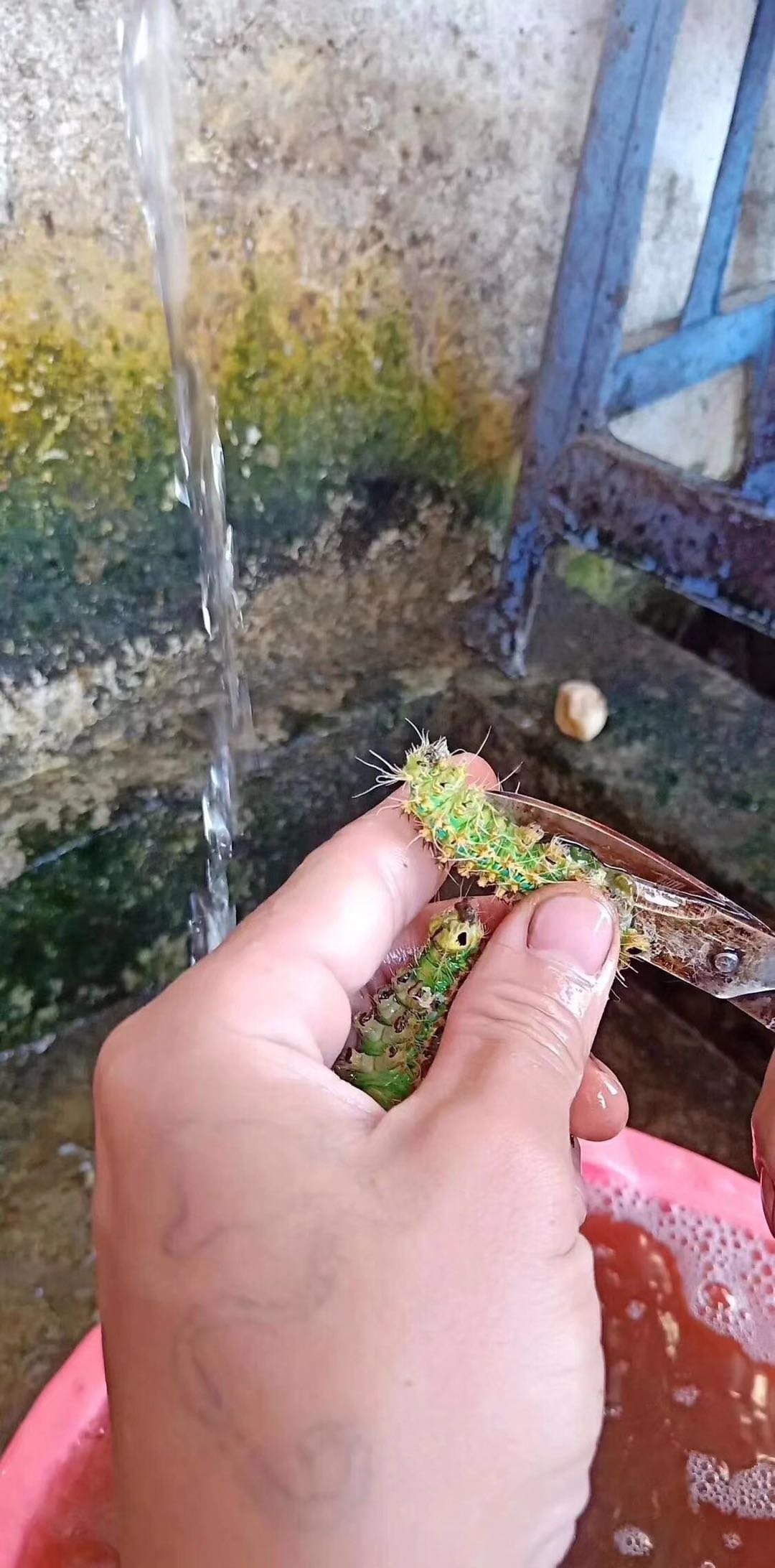 洋辣子