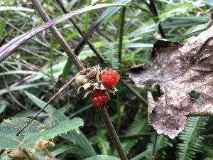 野外求生植物：锈毛莓 - 野人部落