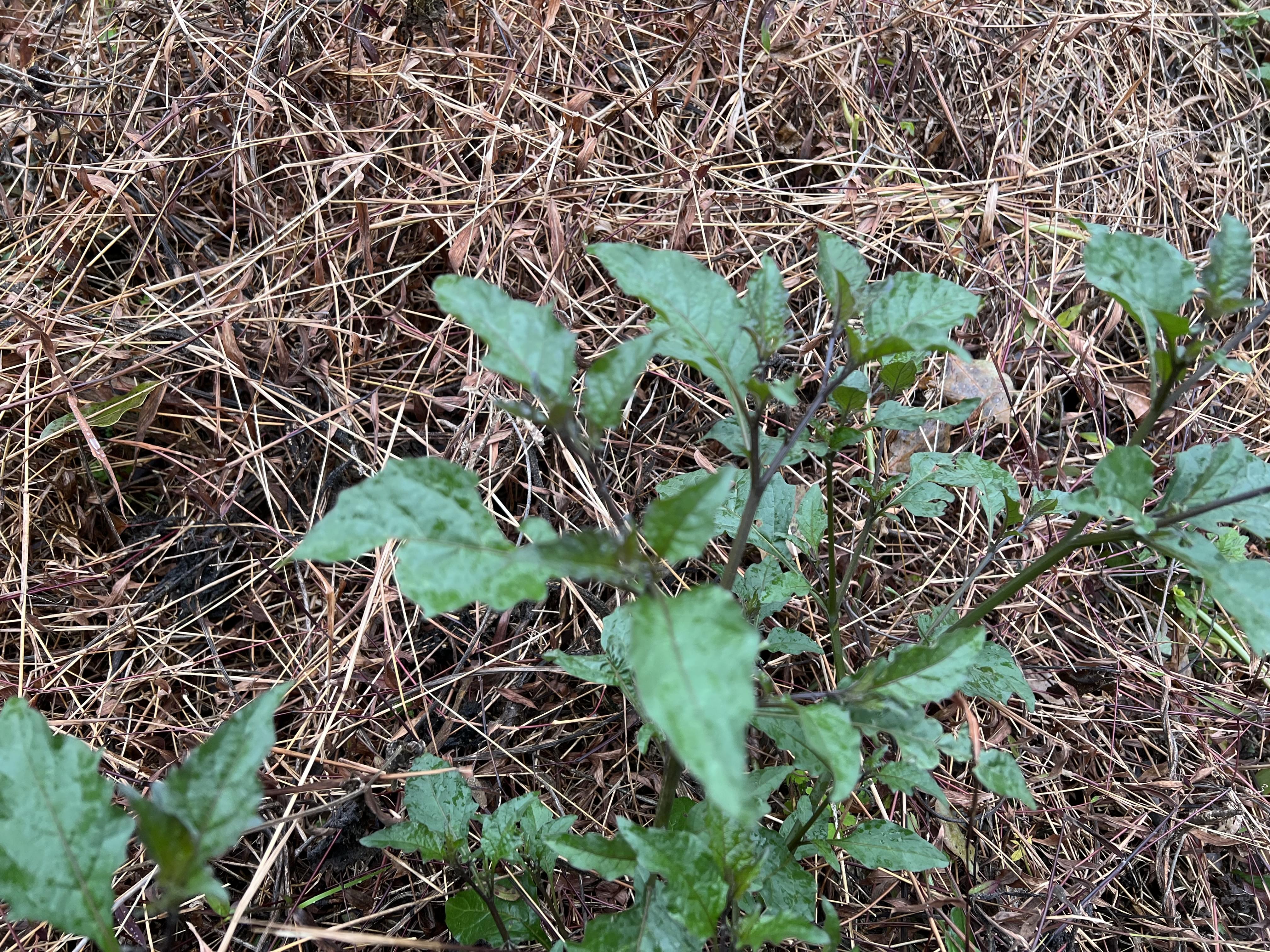 野外求生植物:少花龙葵 - 野人部落
