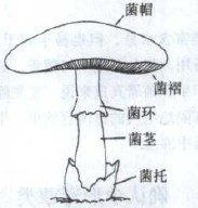 野外求生:野外蘑菇识别知识
