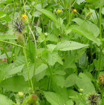 野外求生 三叶鬼针草