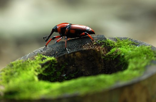 野外求生美食 竹虫