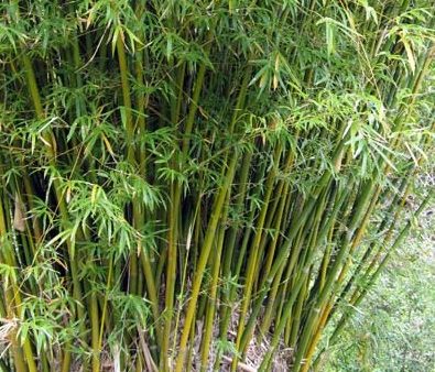 野外竹子的用途