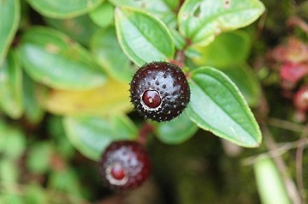 野外求生植物：地稔