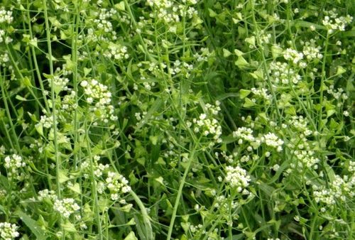 野外求生食物：荠菜