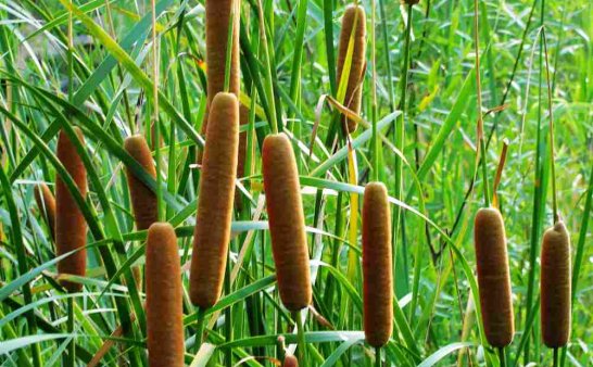 野外求生植物:香蒲