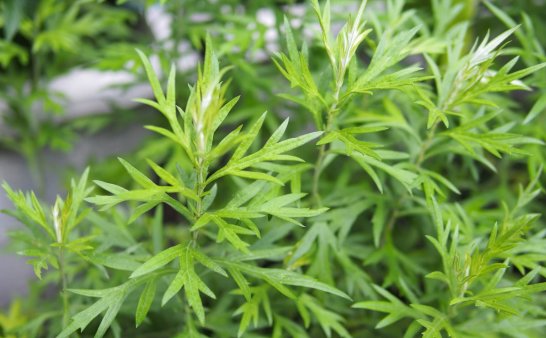 艾草的功效与作用