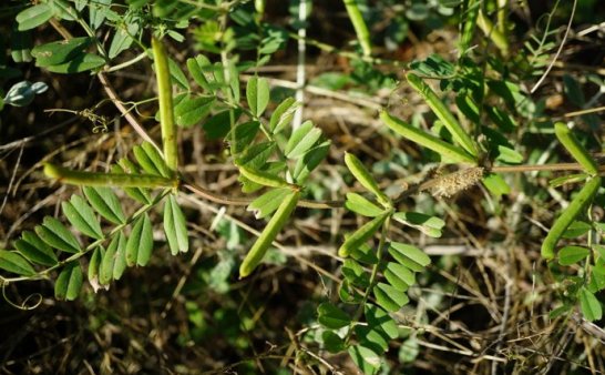 野外求生植物：救荒野豌豆