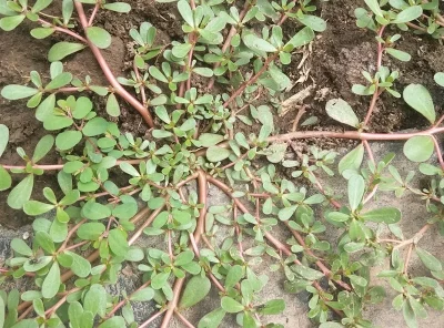 马齿苋不仅是野菜，还有这12大功效和作用！