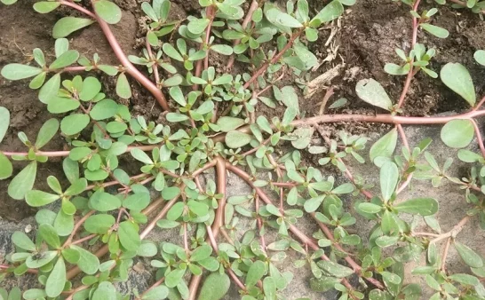 马齿苋不仅是野菜,还有这12大功效和作用!